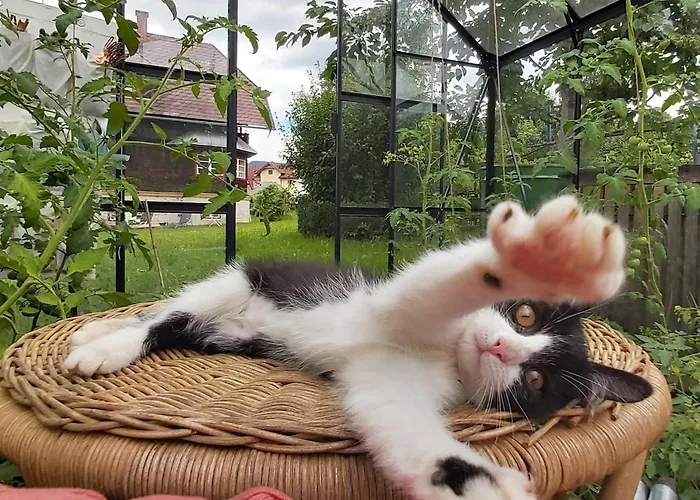 The Garden * Falkenburg