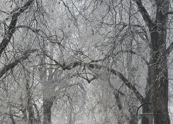 The Garden Apartment *